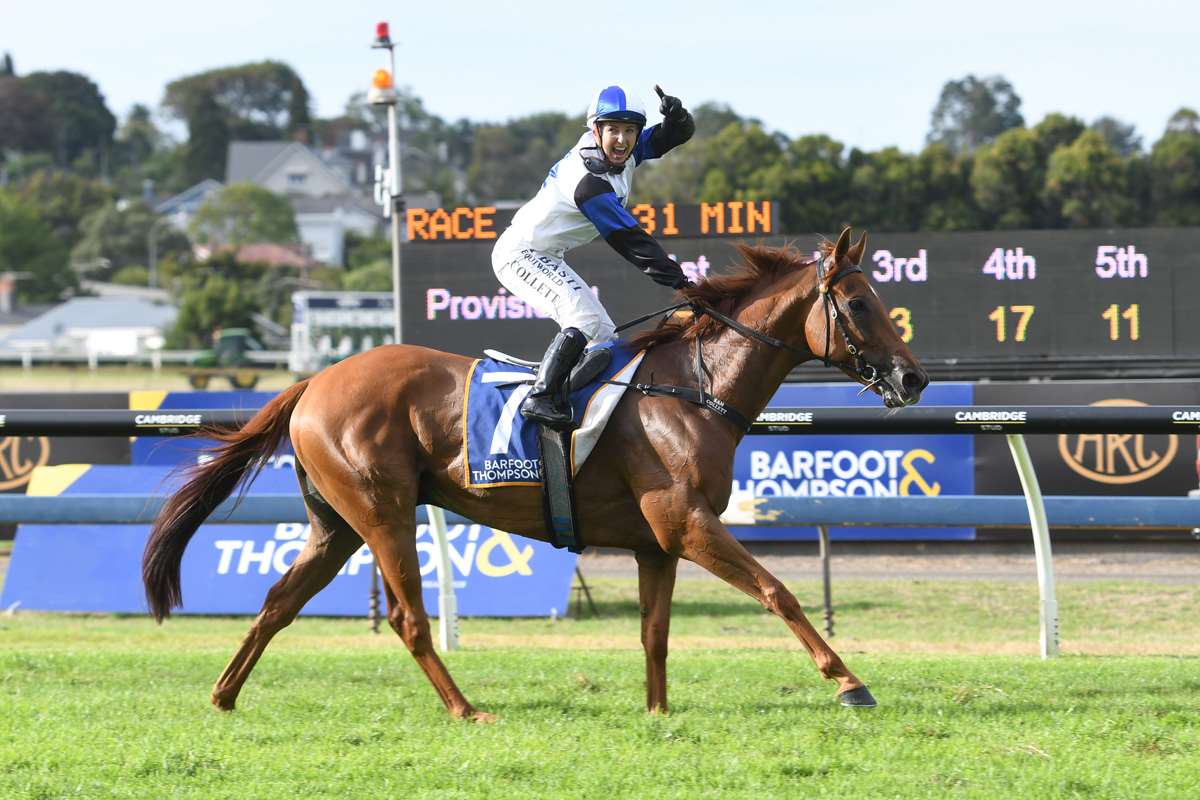 Roger That is one of three nine-year-olds in this year's Barfoot & Thompson Auckland Cup