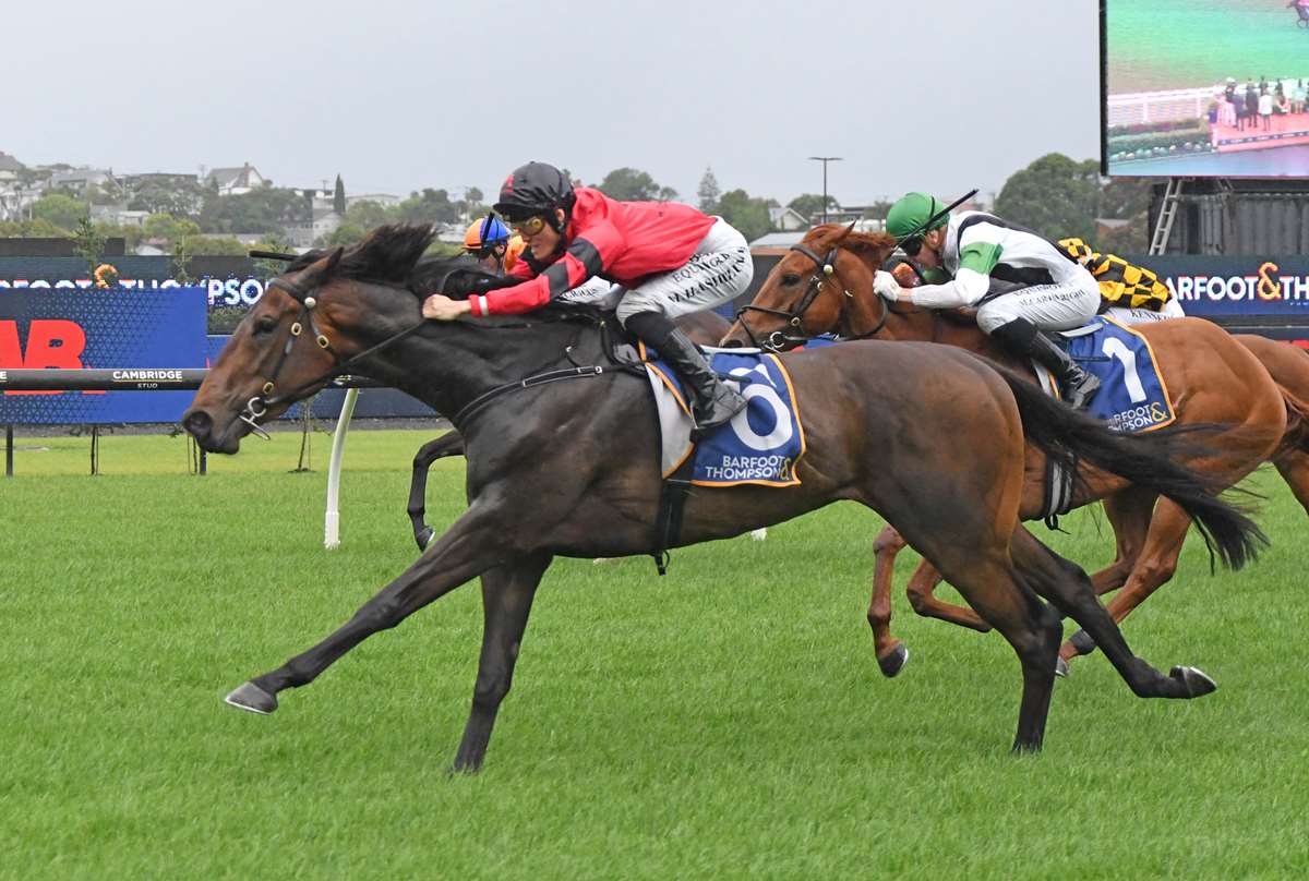 No doubt Willydoit an astute Karaka purchase