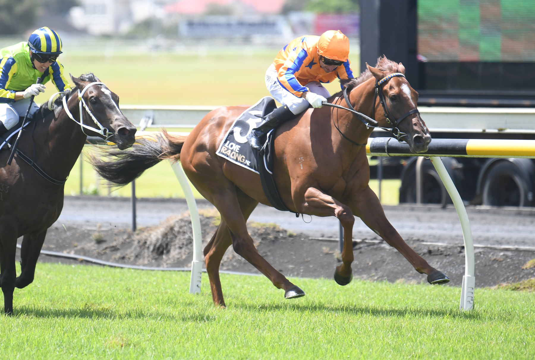 Te Akau Captured By Love with exciting filly