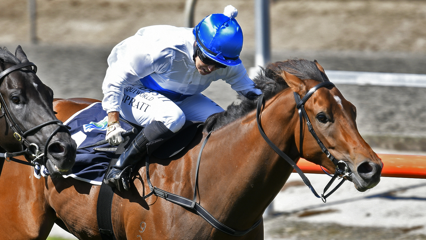Amber Ridell The Oaks Stud fillies thriving ahead of Group Three test