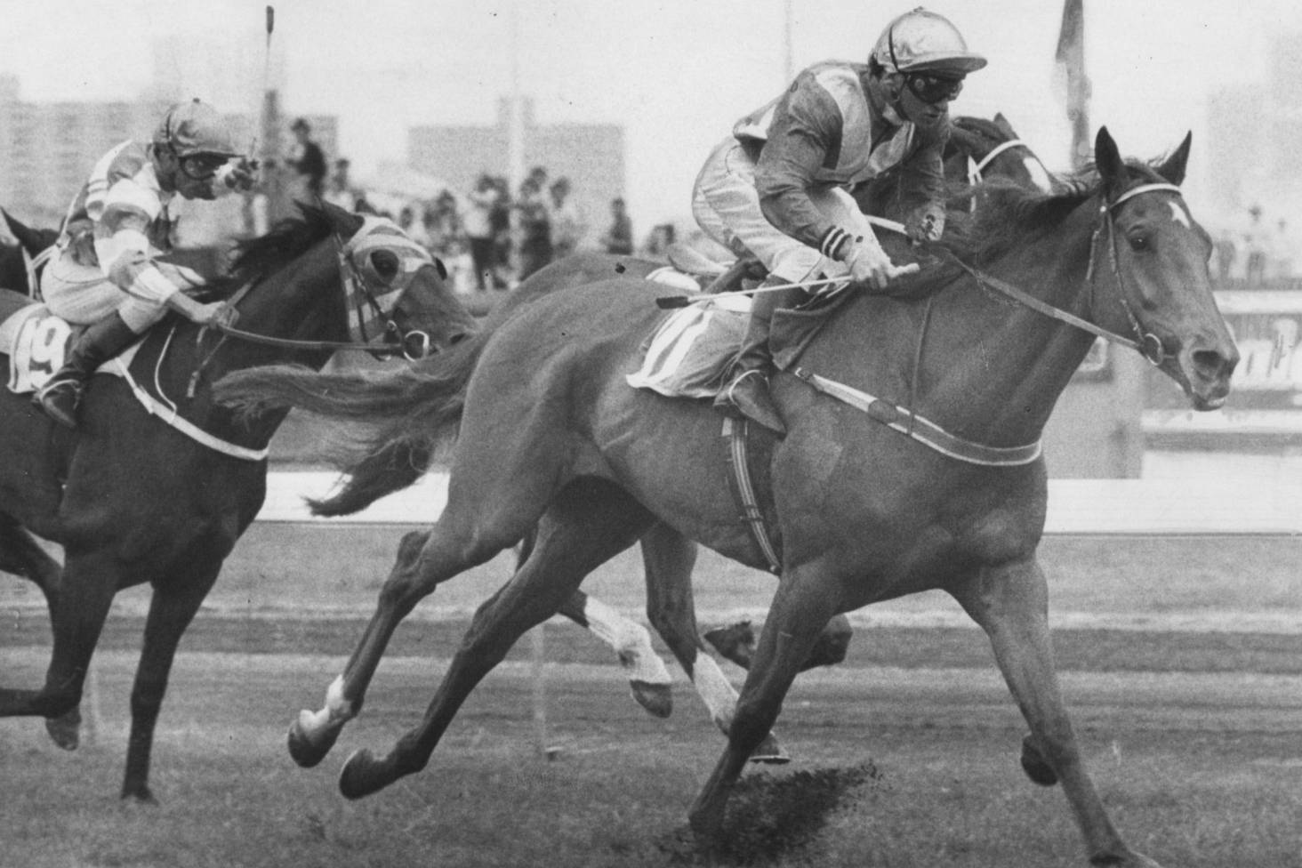 1983 Melbourne Cup Kiwi